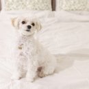 수정동물병원 이미지