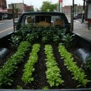 이언농장 이미지