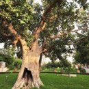 삭개오와뽕나무 이미지