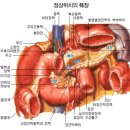 췌장의 위치와 기능 이미지