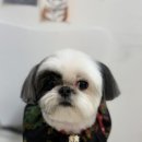 피카소 동물병원 이미지