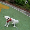 슈나우펫 이미지