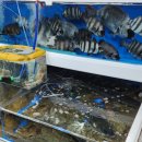 시장횟집 이미지