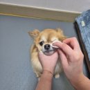 댕댕이몰