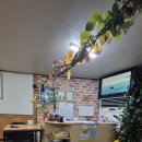 낭푼이닭한마리 이미지