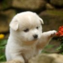 예쁜강아지 이미지