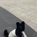 현포차 | [여수여행] 반려견동반 1박2일 여행 총정리 (애견동반 숙소·식당 추천)