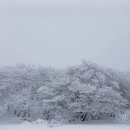 제주도 1100고지(千百高地) 어리목 눈꽃 드라이브 이미지