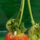 경천 농장 이미지