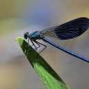 잠자리(Dragonfly)