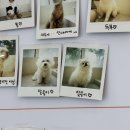 스마일플러스동물병원 | 대구 북구 고성동 스마일동물병원 [강아지 스케일링,발치+건강검진 솔직 후기]