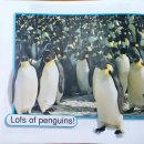 44 Counting Penguins! 이미지