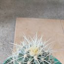 화분인간 이미지