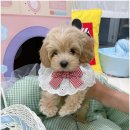 퍼피하우스 | 나주 강아지분양 믿고 맡길 수 있는 곳 찾으신다면! 퍼피하우스 후기