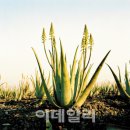 김정기 농장 이미지