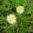 민들레 농장 이미지