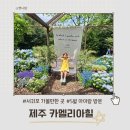 제주베스트힐 | 제주 서귀포 아이랑 가볼만한 곳 카멜리아힐 수국축제 5월 초 방문후기