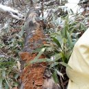 산약초와 산행 이미지