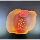 백두대간 자생씨앗 아름다움에 반하다 이미지