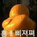 홍가몰