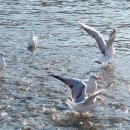 부산갈매기 이미지