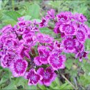 송강농장 이미지