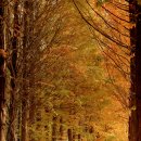 메타세콰이어길 이미지