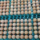 백운농장(1) 이미지