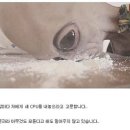 미국 51구역 외계인 이미지