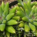 미소다육식물