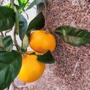 연지제일한의원 | 4-1