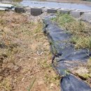 정단농장 이미지