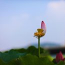 연꽃이야기