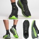 라피스게코 이미지