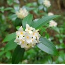 선흘리 백서향 및 변산일엽군락 이미지