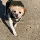 까미랑 몽이 | 김해 콜리네 천사들 쉼터 : 정기 봉사 1년 후기