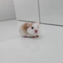 골든햄스터분양 탬펫 이미지