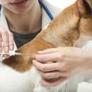 아이윌24시동물병원 이미지