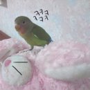 모란농장 이미지