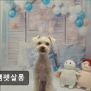 정쌤펫살롱 이미지