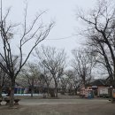 수성랜드 | 대구 아이랑가볼만한곳 수성랜드 벚꽃구경 후기