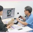 대구고양이분양 테디럽 이미지