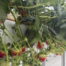 호산농장 | [임신일기]36~37주 만삭증상 분만검사, 홍천 산전마사지, 만삭배크기, 임산부 시기별 필요용품 선물추천