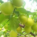 소향농장 이미지