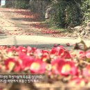 동백고장보전연구회