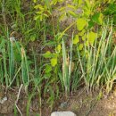 예림이네민박 이미지