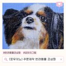 오래 간직하고 싶은 반려동물초상화, 포우치노 인테리어그림 만족 후기
