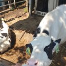 맘마목장 이미지