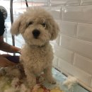 소풍애견미용 이미지