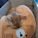 달봉이민박